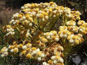 bunga edelweiss
